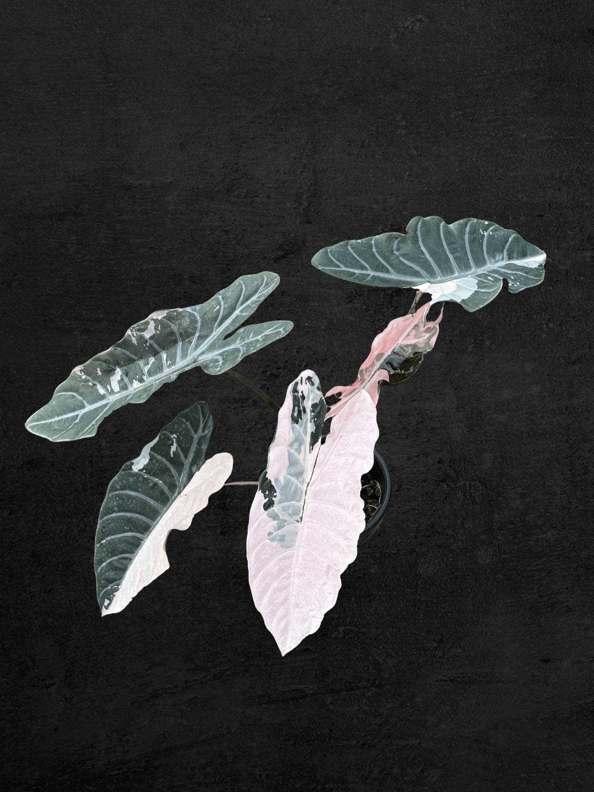 Alocasia Chantrieri Pink Variegated
