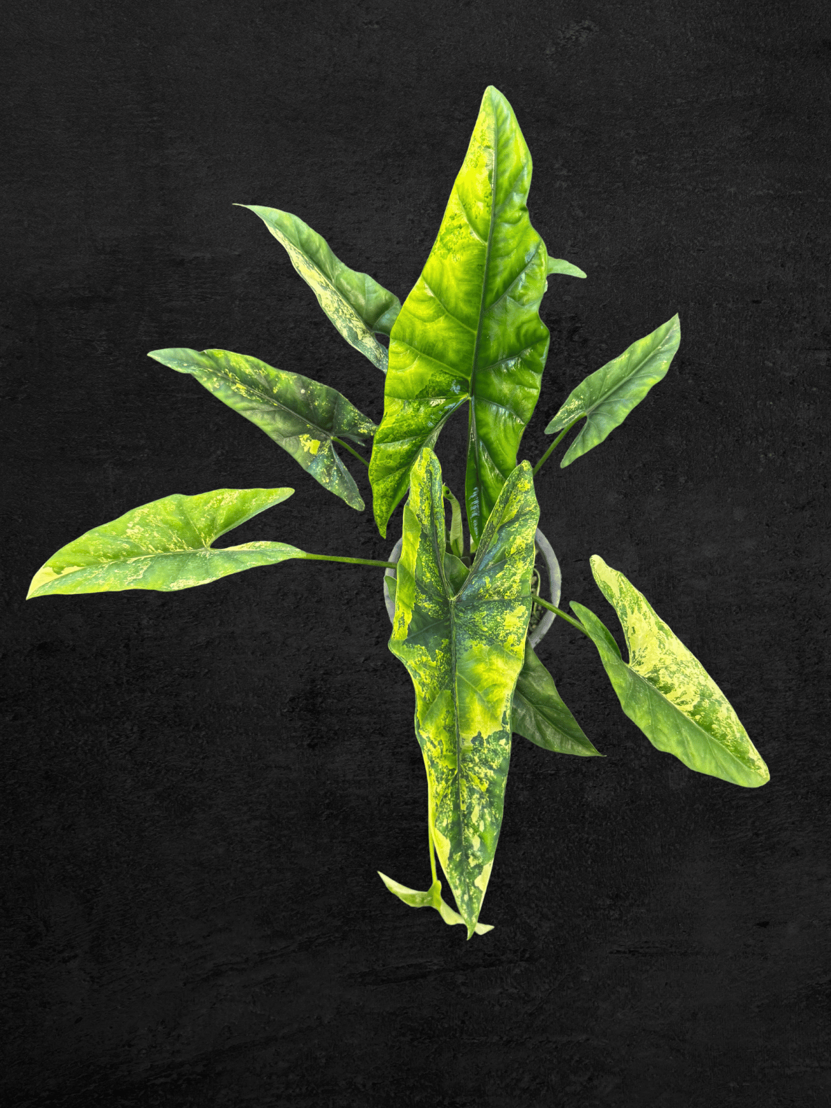 Alocasia Simpo Aurea