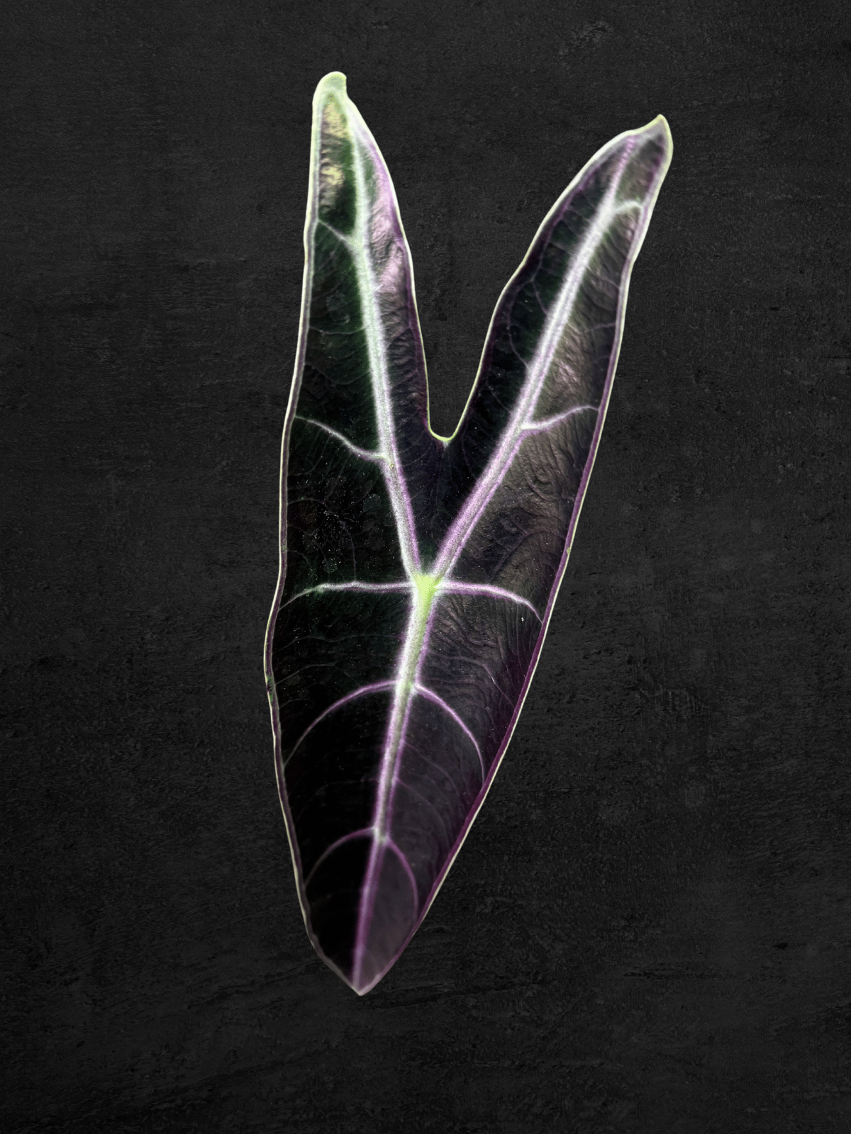 Alocasia Longiloba 'Purple'
