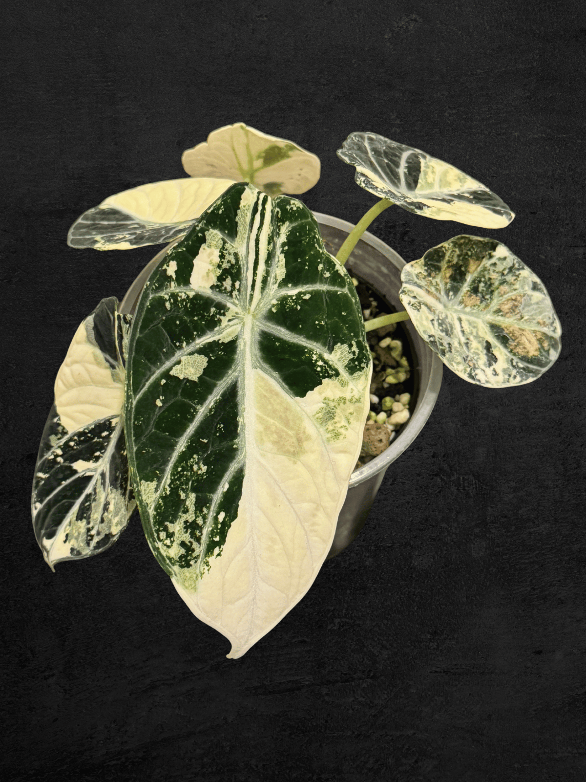 Alocasia Ninja Albo Variegated