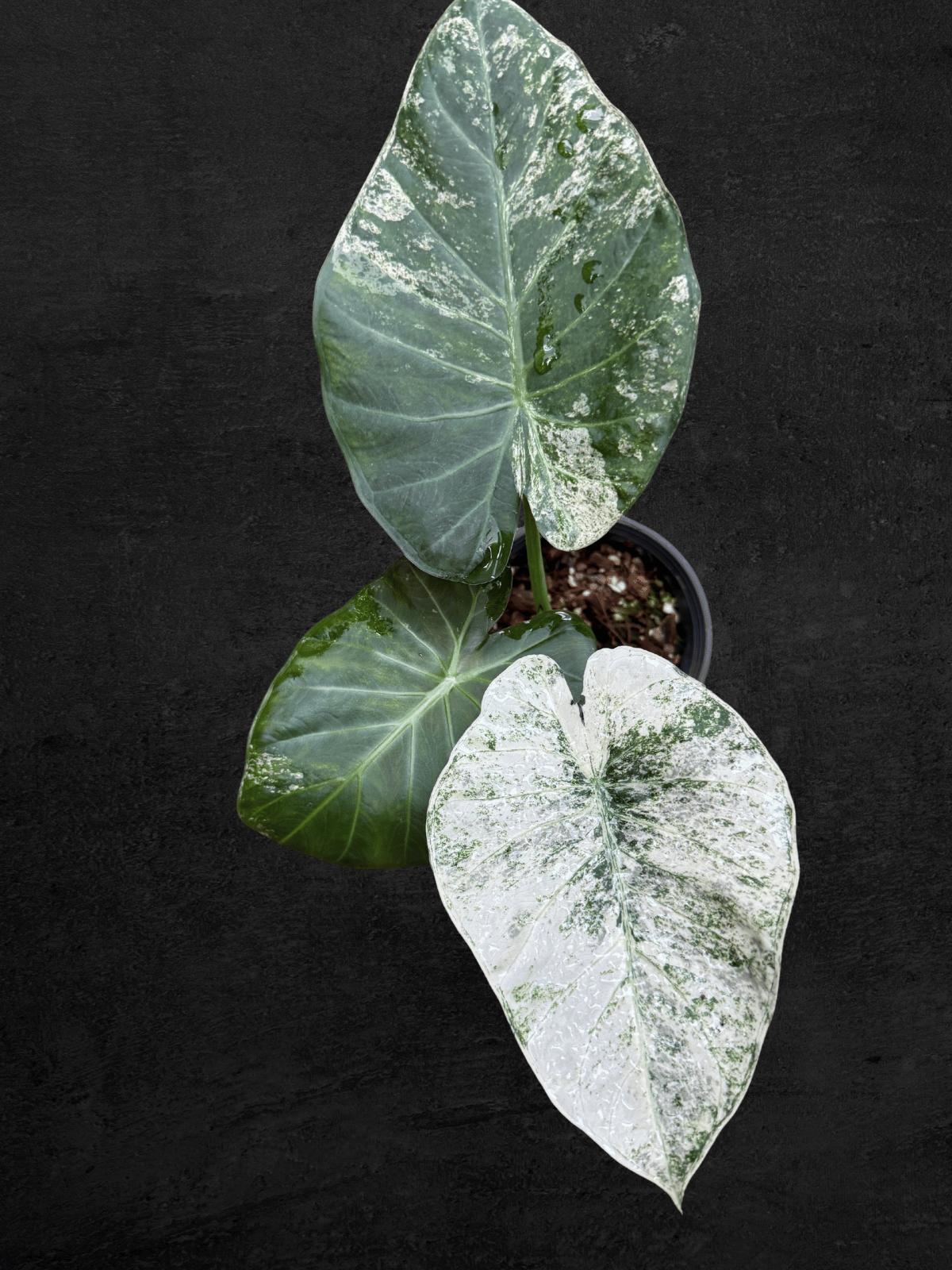 Alocasia Regal Shield
