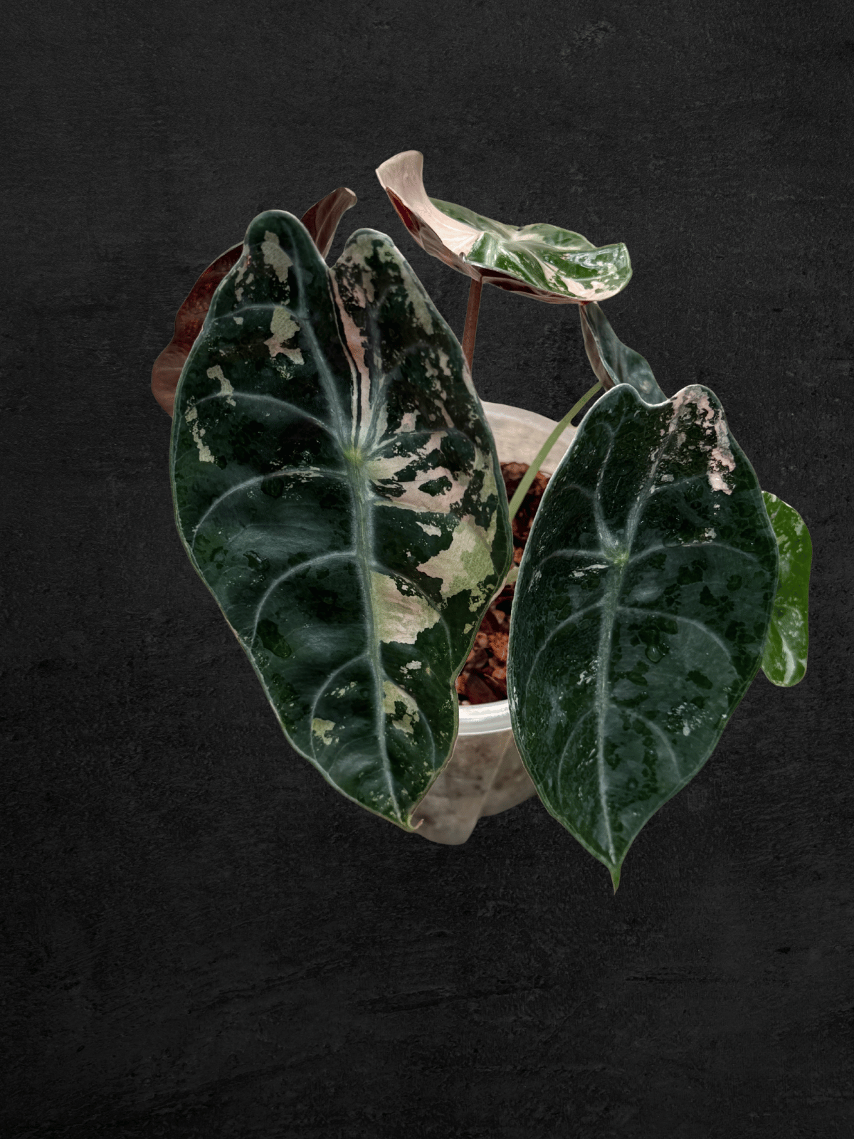Alocasia Sedenii Pink