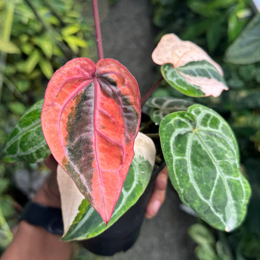 Anthurium Red Crystallinum Variegata Pink