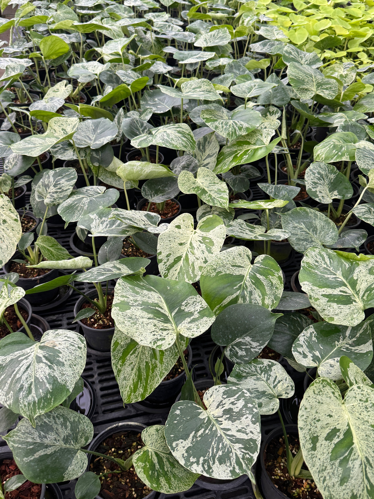 Monstera Bulbasaur