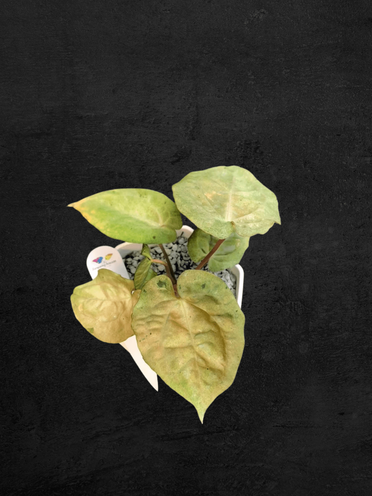 #produAnthurium White Ivoryct_name# - Sarupaning Araceae