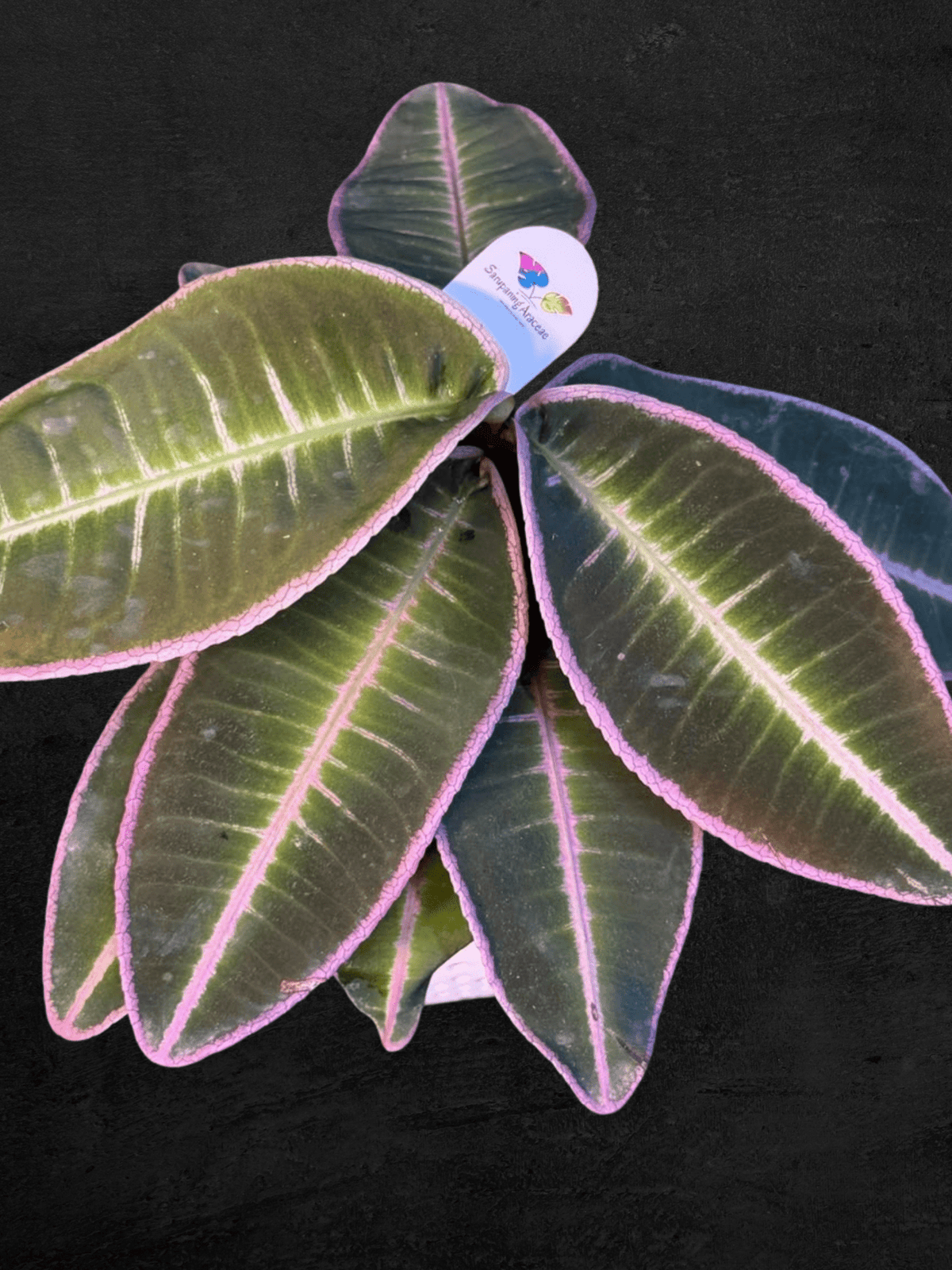 #produLabisia Emblemantha Urnulata sp. Jambict_name# - Sarupaning Araceae