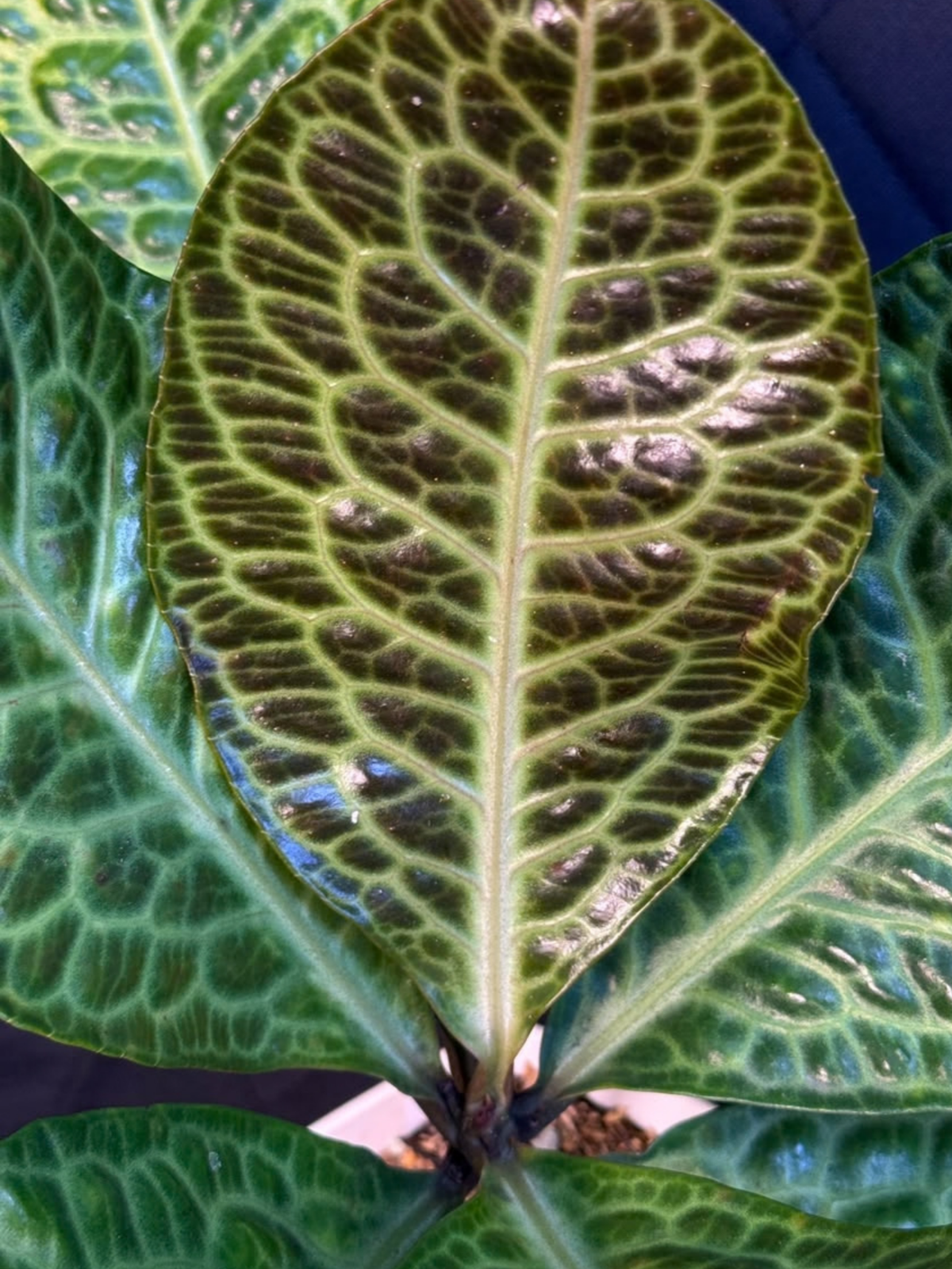#produLabisia Turtle sp. Kalimantanct_name# - Sarupaning Araceae