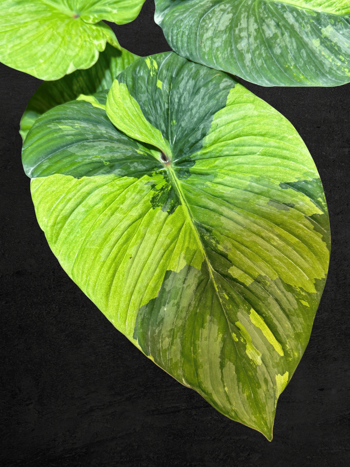 #produPhilodendron Plowmaniict_name# - Sarupaning Araceae