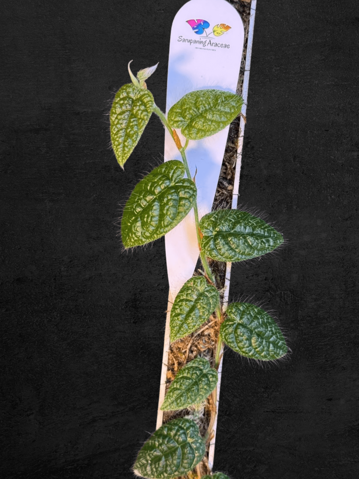 #produPicus sp. Timika Papuact_name# - Sarupaning Araceae
