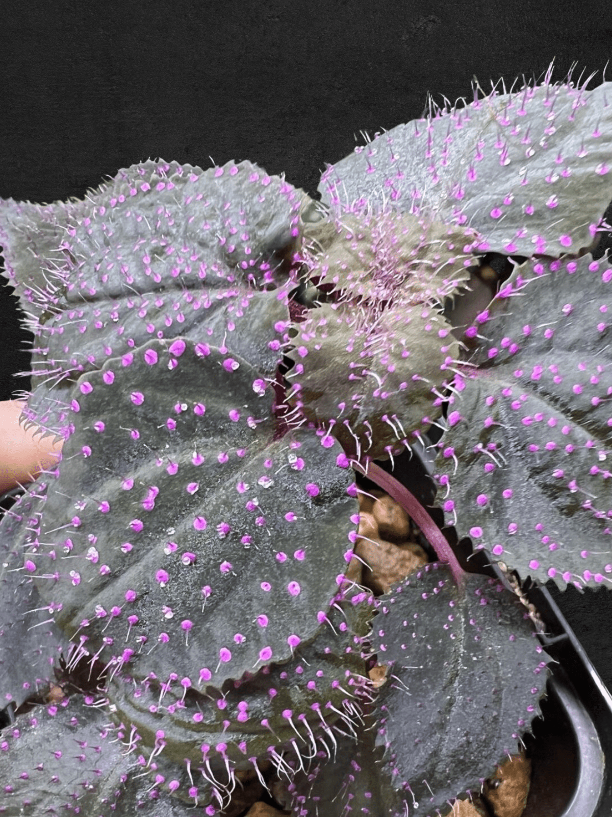 #produSarcopyramis sp. Sanggau Purple Grassct_name# - Sarupaning Araceae