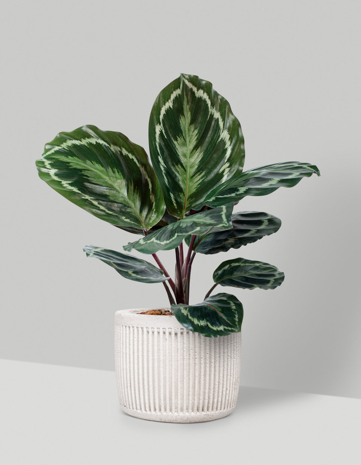 Homalomena