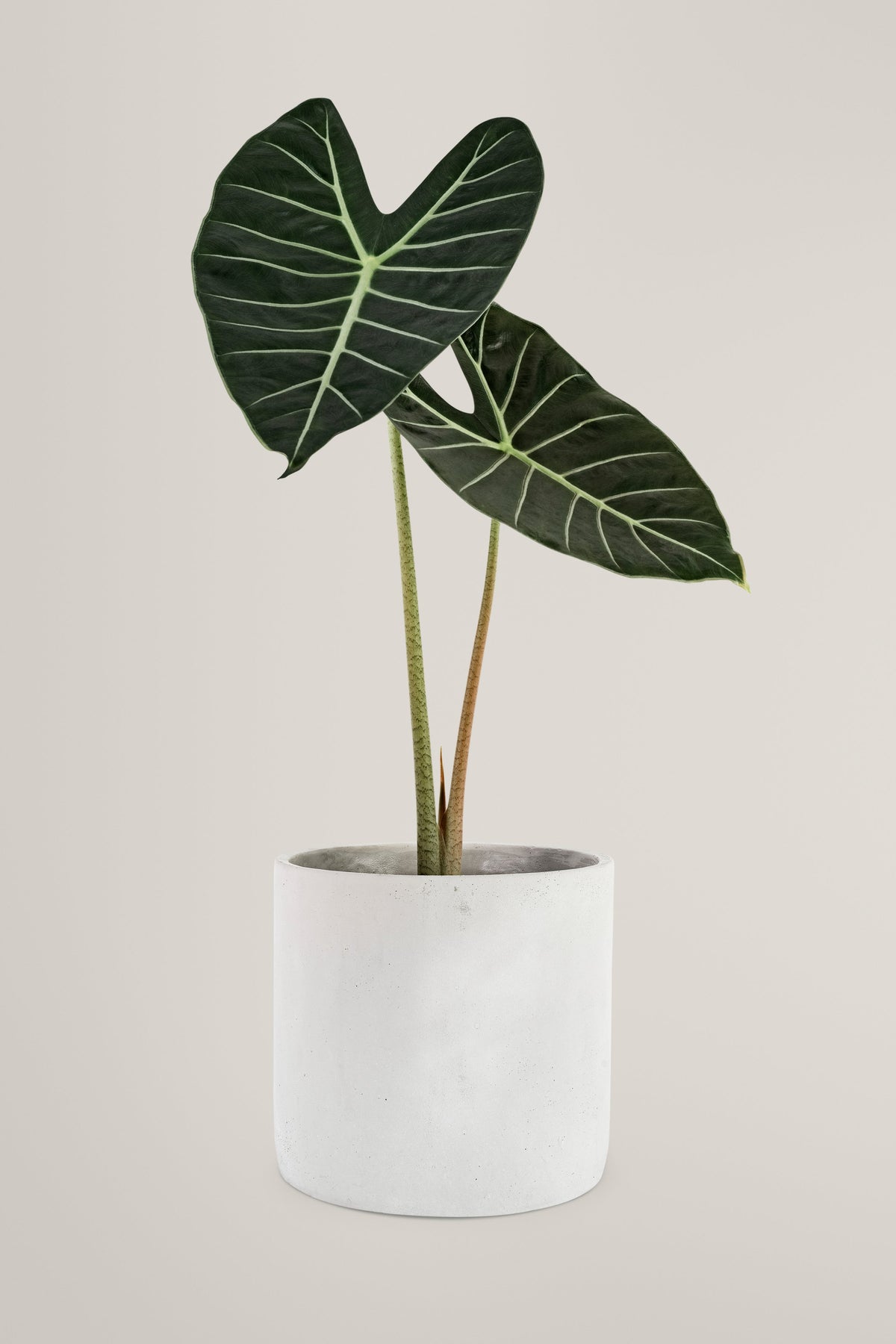 Alocasia