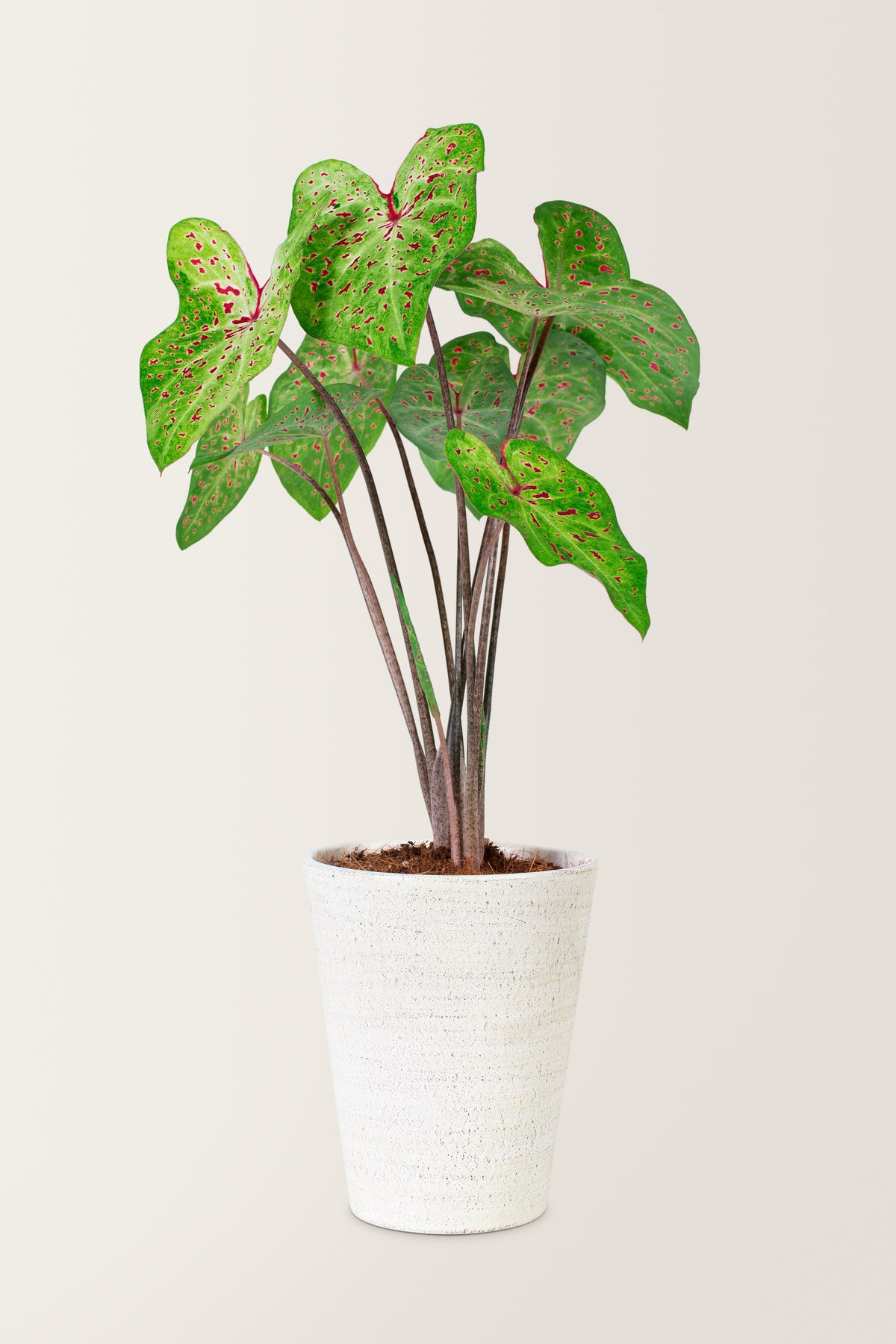 Colocasia