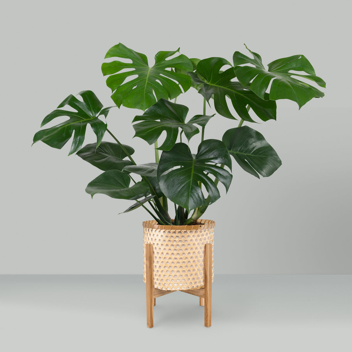 Ardisia