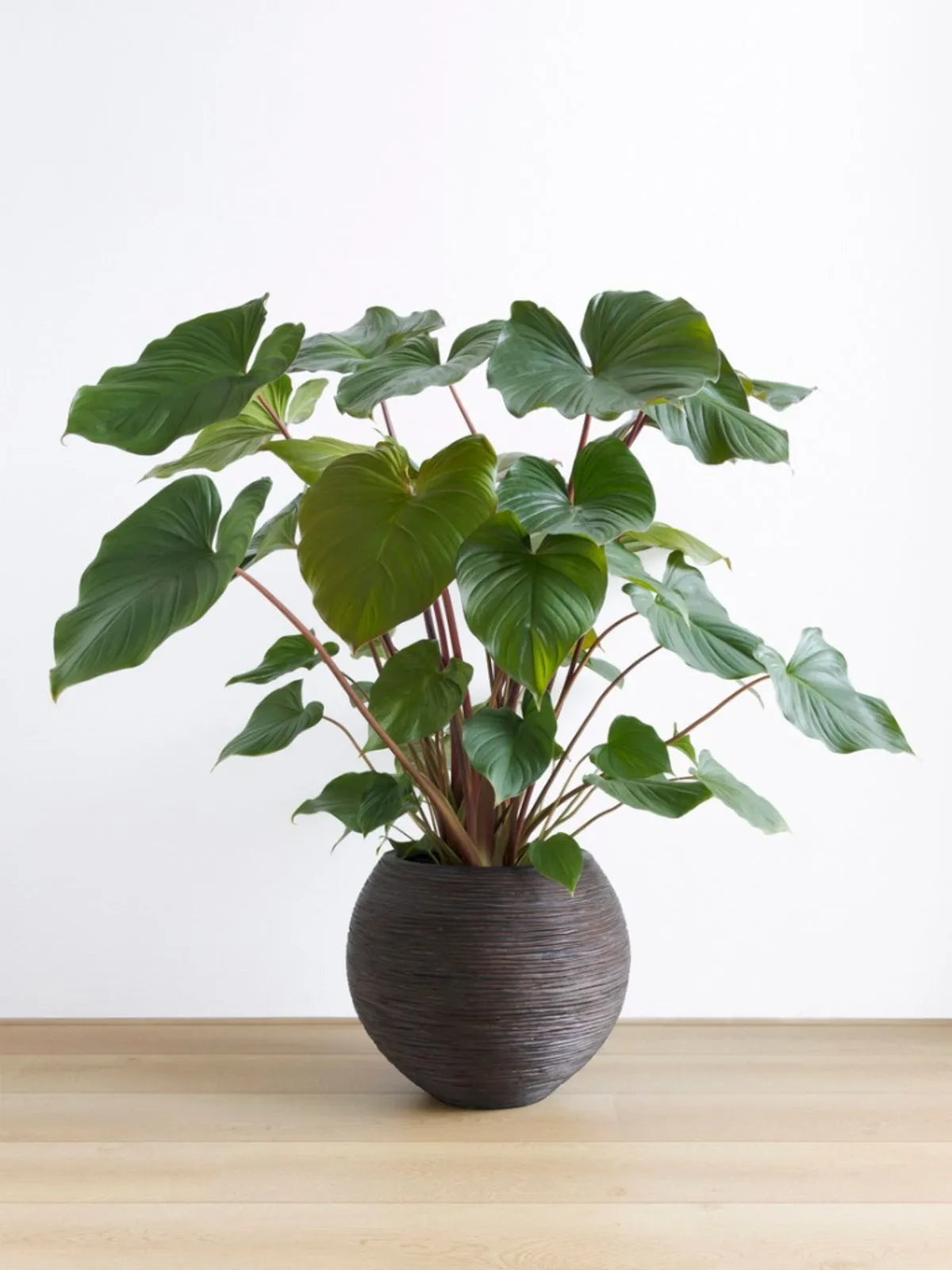 Epipremnum