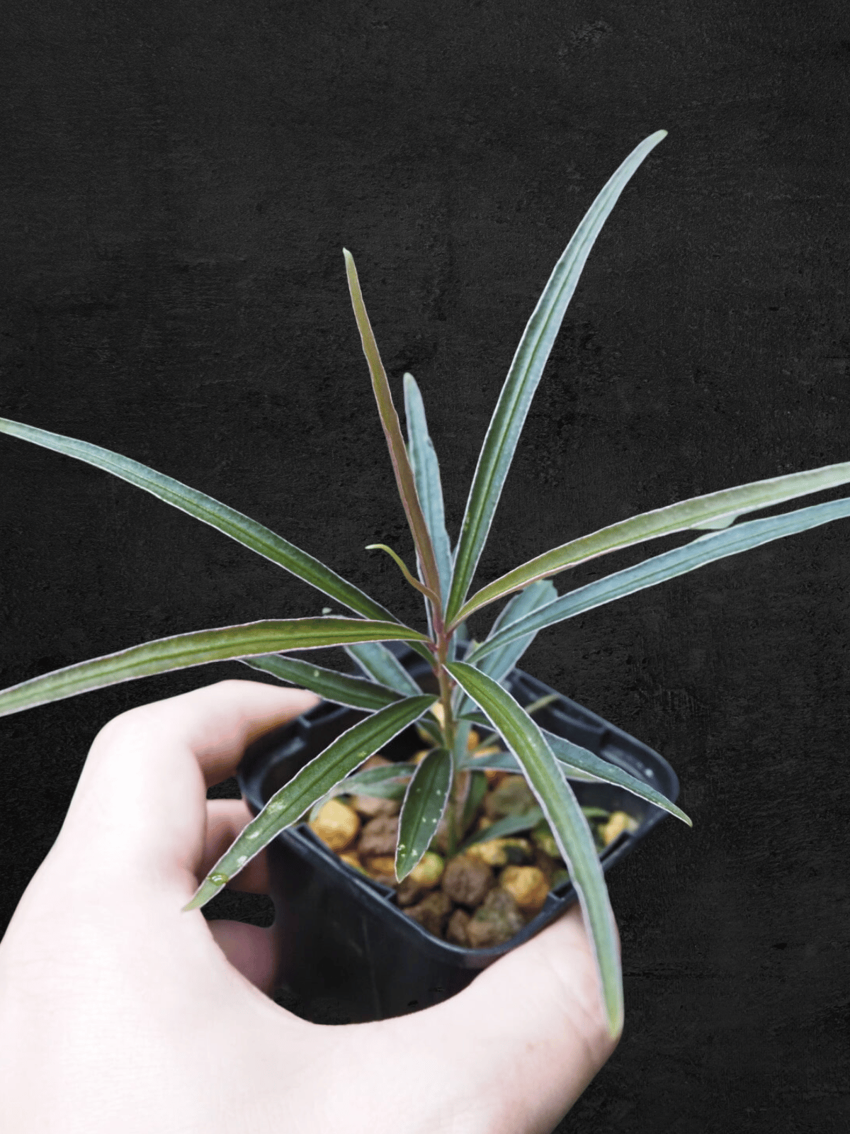 Ardisia sp. Kapuas Hulu Kalimantan Barat Super Narrow Leaves