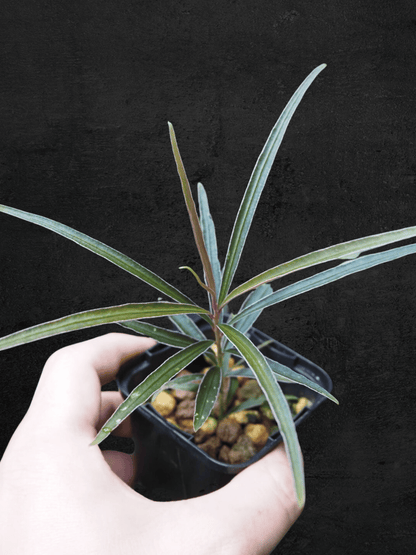Ardisia sp. Kapuas Hulu Kalimantan Barat Super Narrow Leaves