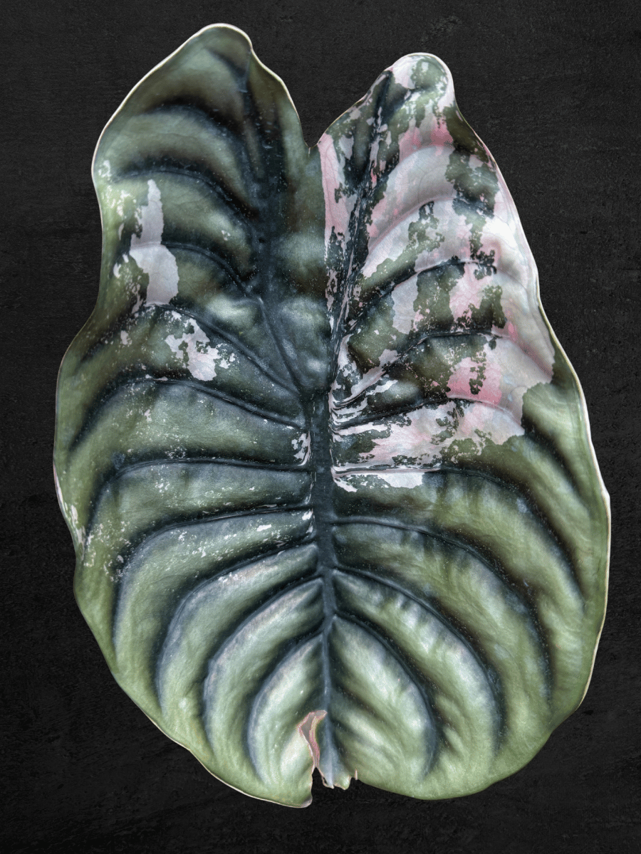 Alocasia Cuprea Pink Nom Yen [Small Size]