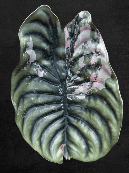 Alocasia Cuprea Pink Nom Yen [Small Size]