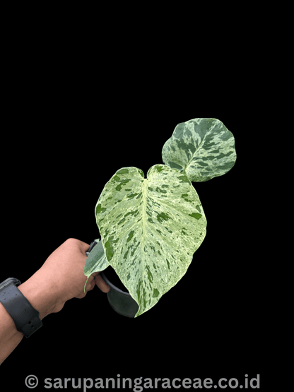 Monstera Bulbasaur