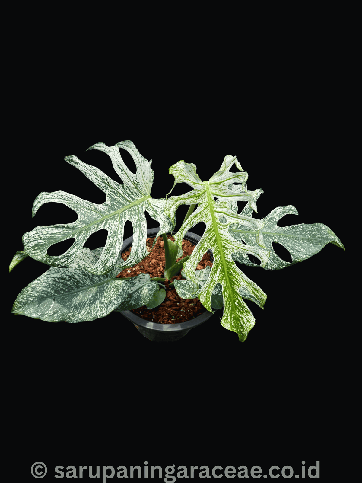 Monstera Devil Monster