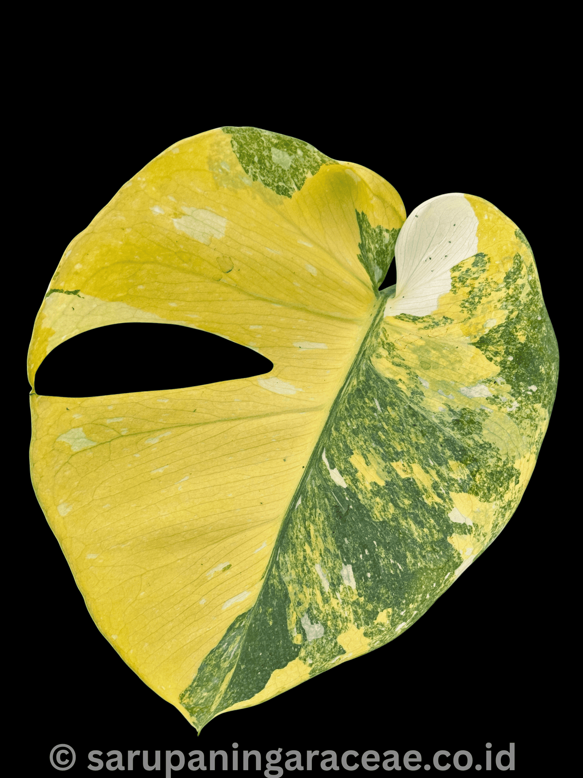 Monstera Double Platinum Tricolor