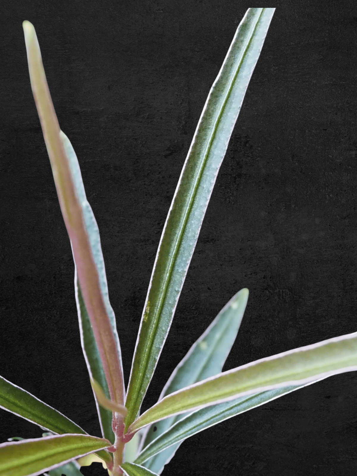 Ardisia sp. Kapuas Hulu Kalimantan Barat Super Narrow Leaves