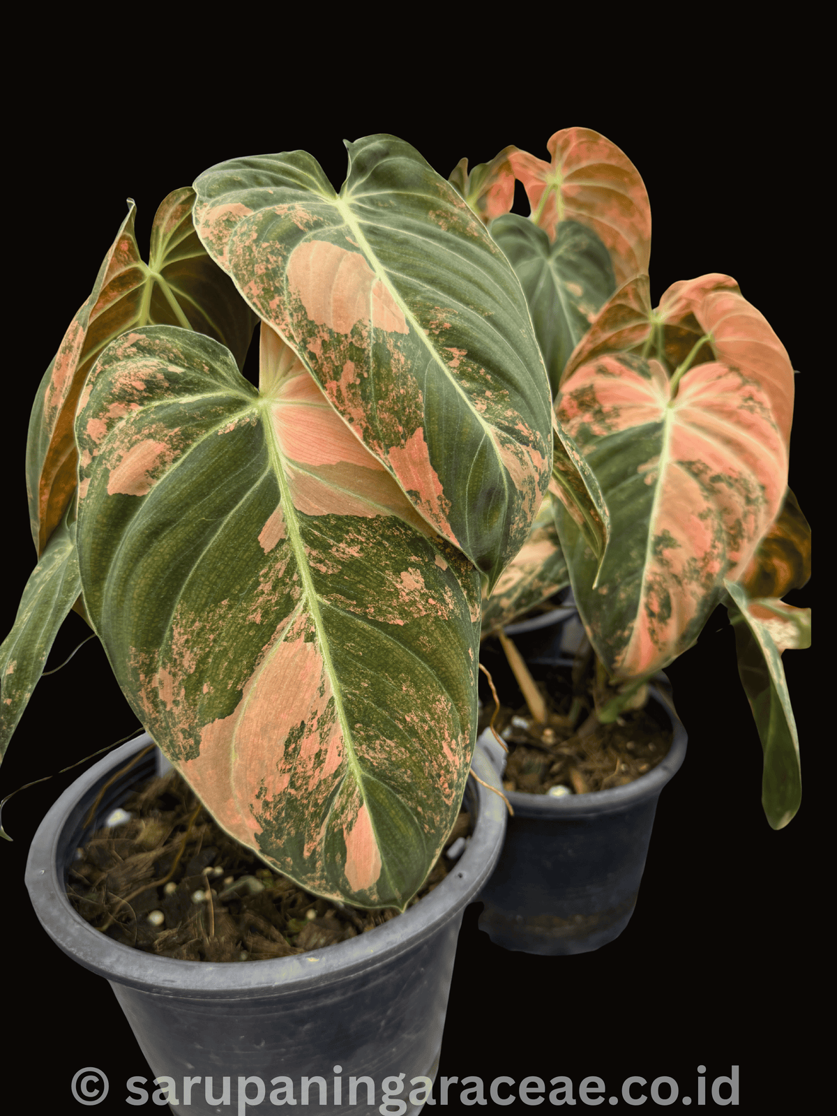 Alocasia Melano Pink Variegated