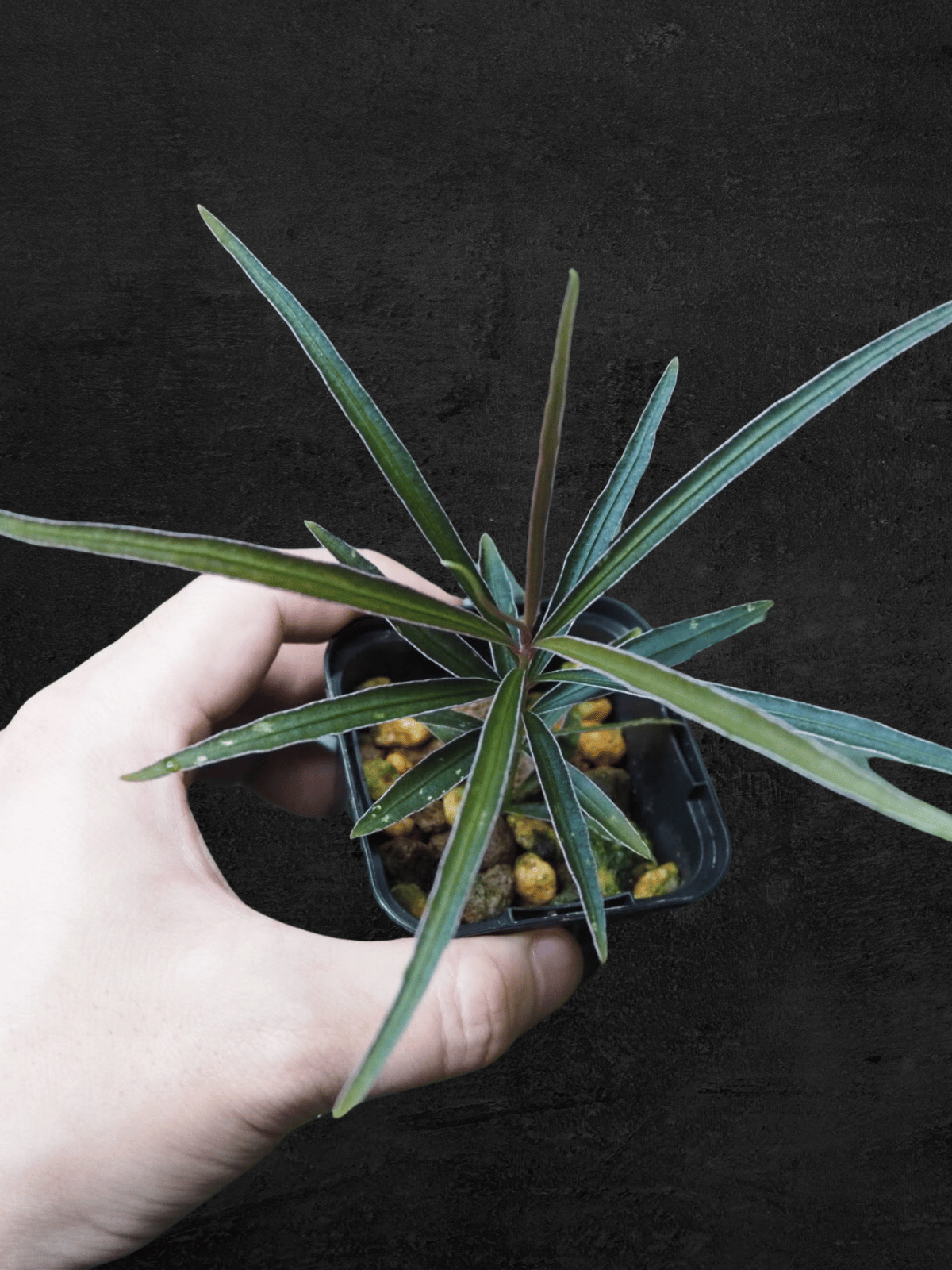 Ardisia sp. Kapuas Hulu Kalimantan Barat Super Narrow Leaves