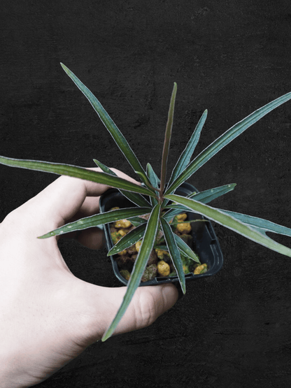 Ardisia sp. Kapuas Hulu Kalimantan Barat Super Narrow Leaves