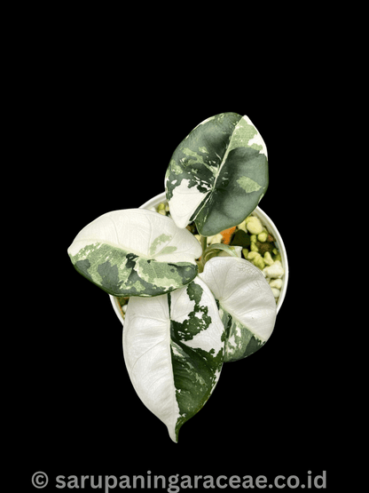 Alocasia Reversa Lumina Albo Variegated