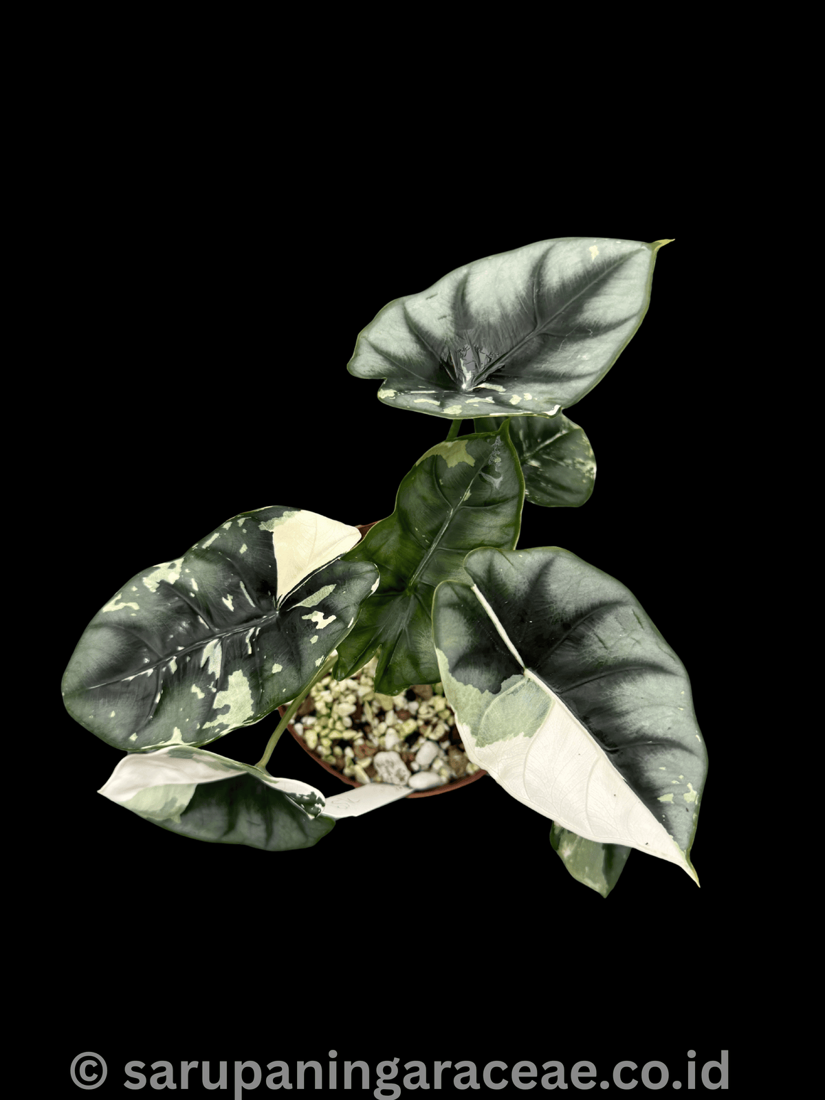 Alocasia Reversa Lumina Albo Variegated
