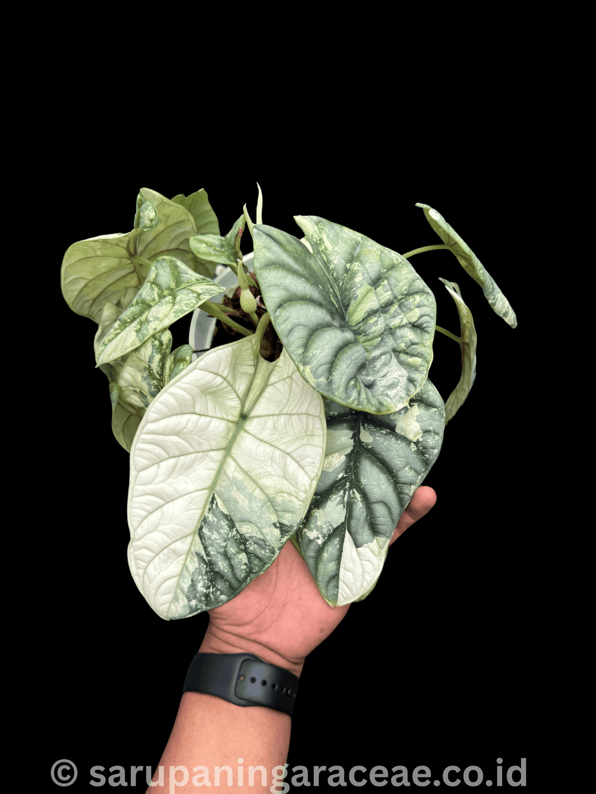 Alocasia Silver Dragon Albo