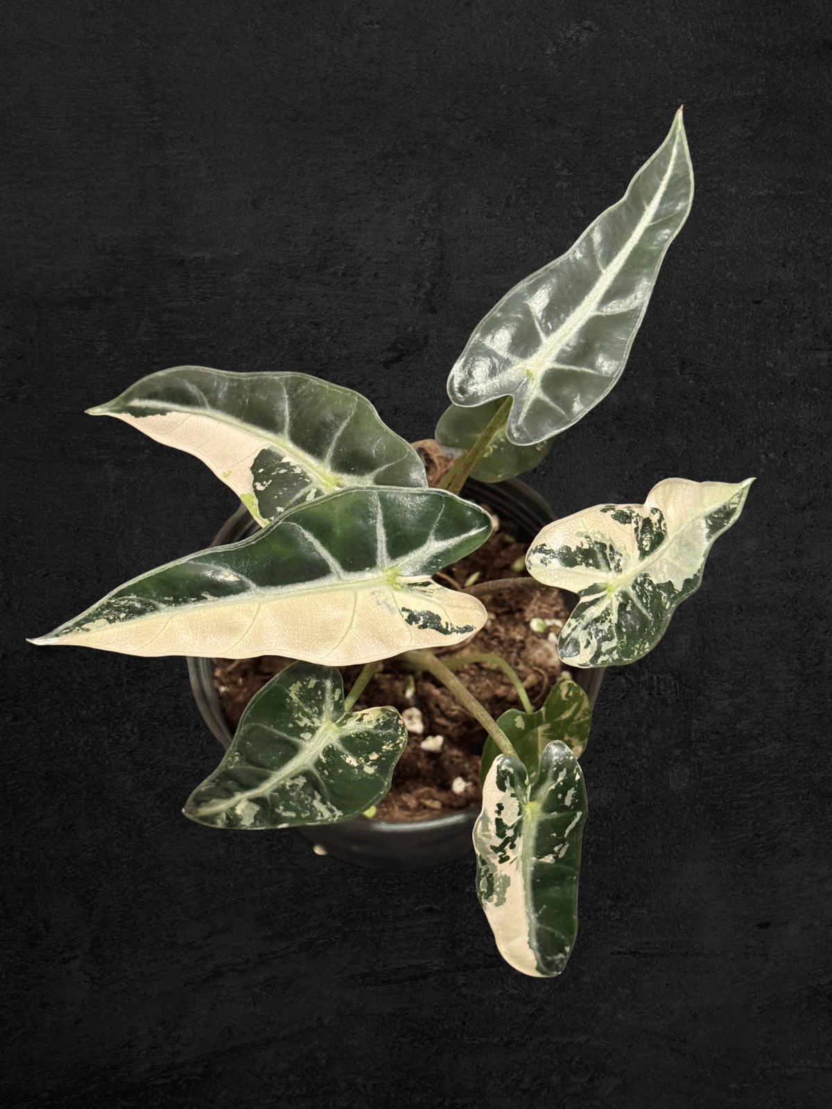 Alocasia Bambino Pink Variegated