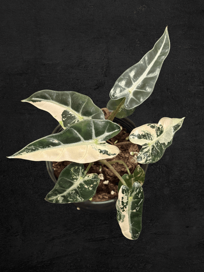 Alocasia Bambino Pink Variegated