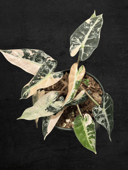 Alocasia Bambino Pink Variegated