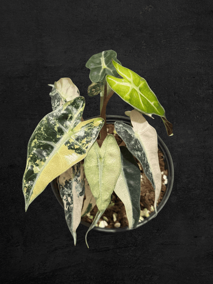 Alocasia Bambino Pink Variegated