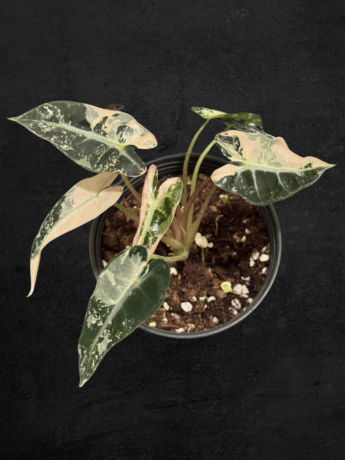 Alocasia Bambino Pink Variegated