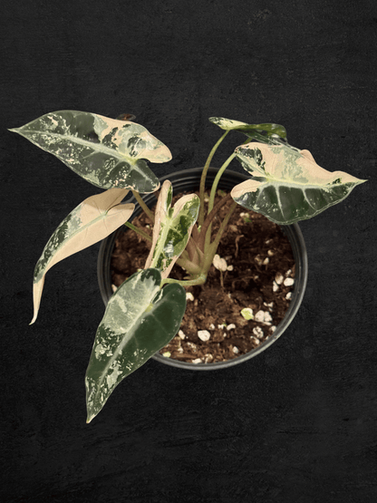 Alocasia Bambino Pink Variegated