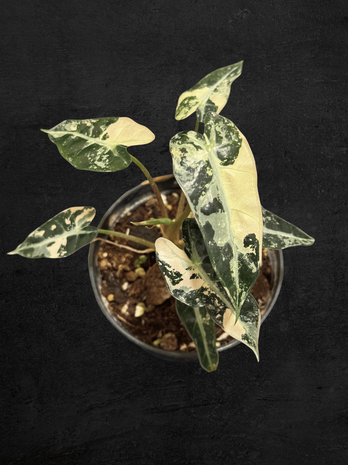 Alocasia Bambino Pink Variegated
