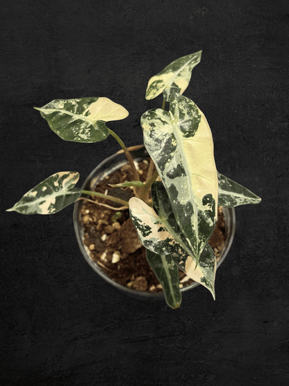 Alocasia Bambino Pink Variegated