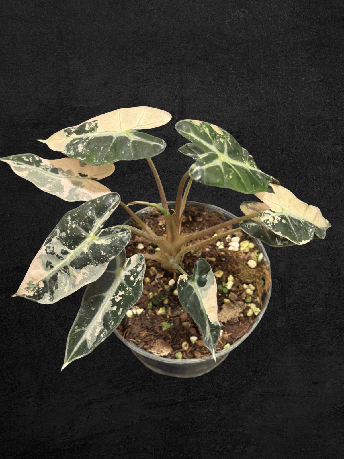Alocasia Bambino Pink Variegated