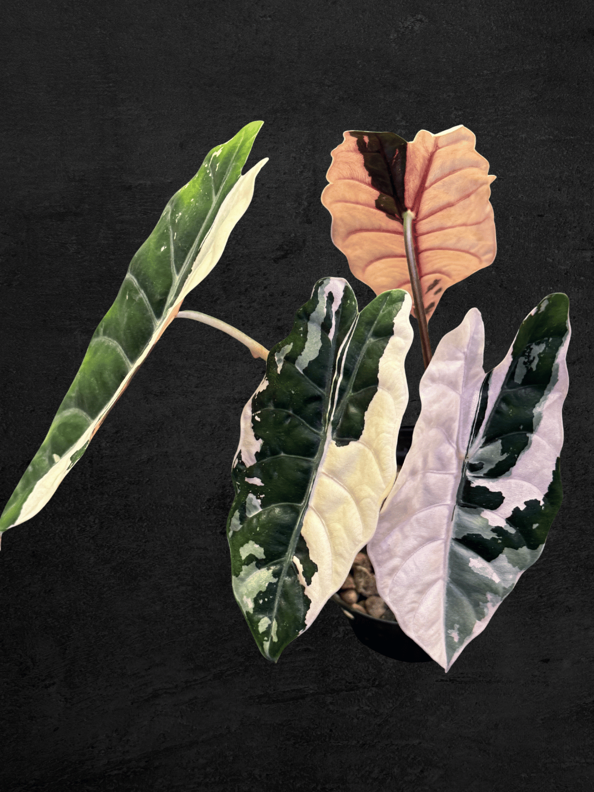 Alocasia Chantrieri Pink Variegated