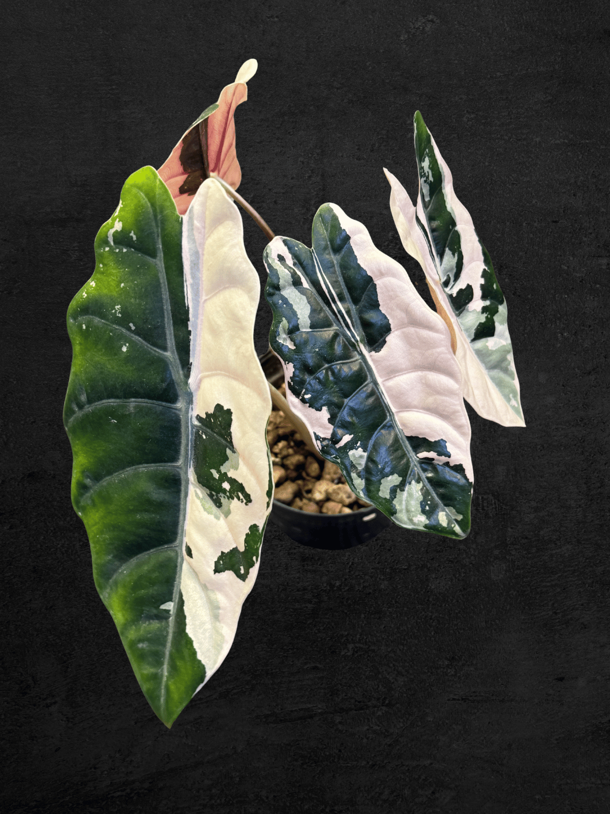Alocasia Chantrieri Pink Variegated