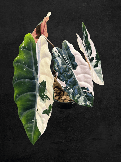 Alocasia Chantrieri Pink Variegated