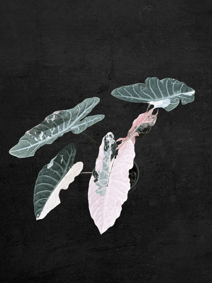 Alocasia Chantrieri Pink Variegated