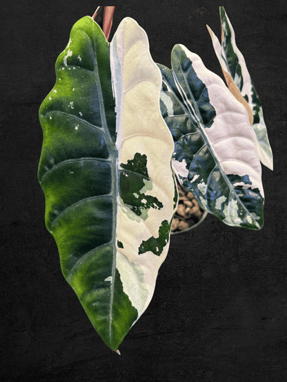 Alocasia Chantrieri Pink Variegated