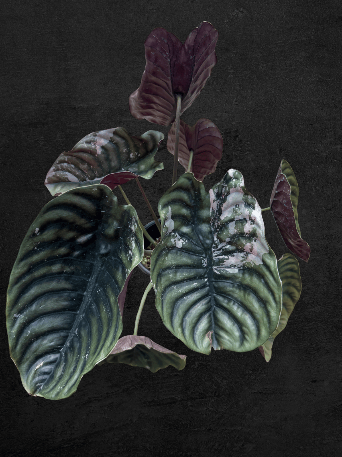 Alocasia Cuprea Pink Nom Yen [Small Size]