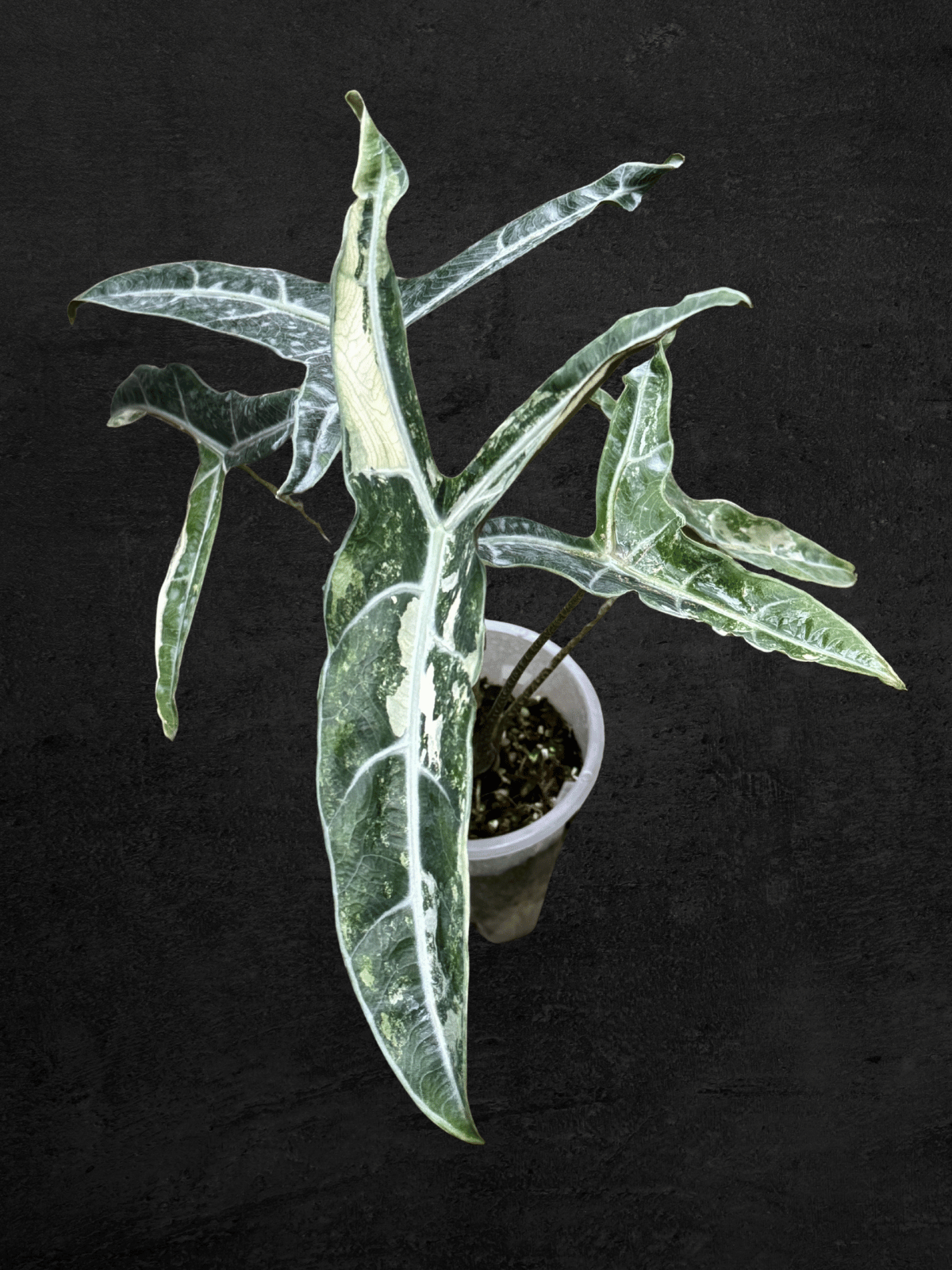 Alocasia Longiloba Narrow