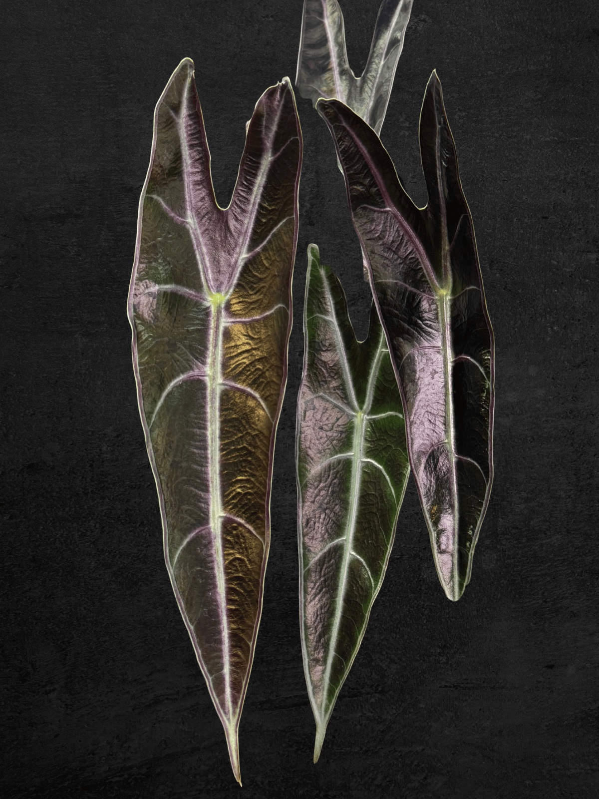 Alocasia Longiloba 'Purple'